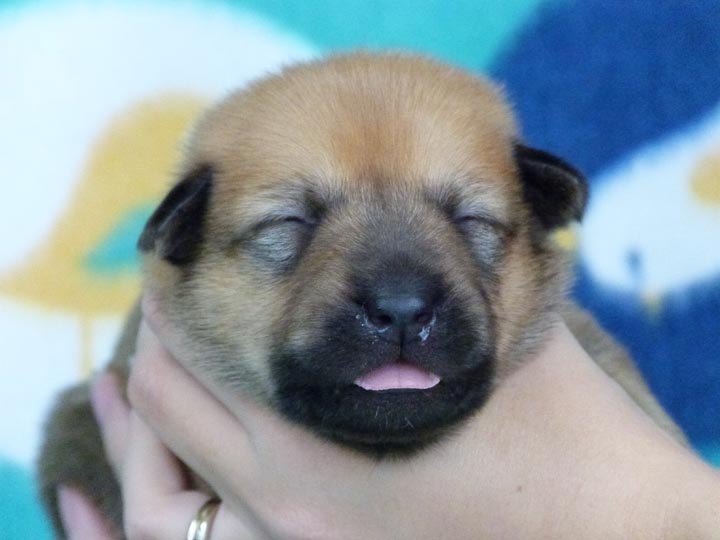 chinook puppy